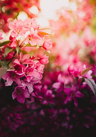 Hialeah Flowers